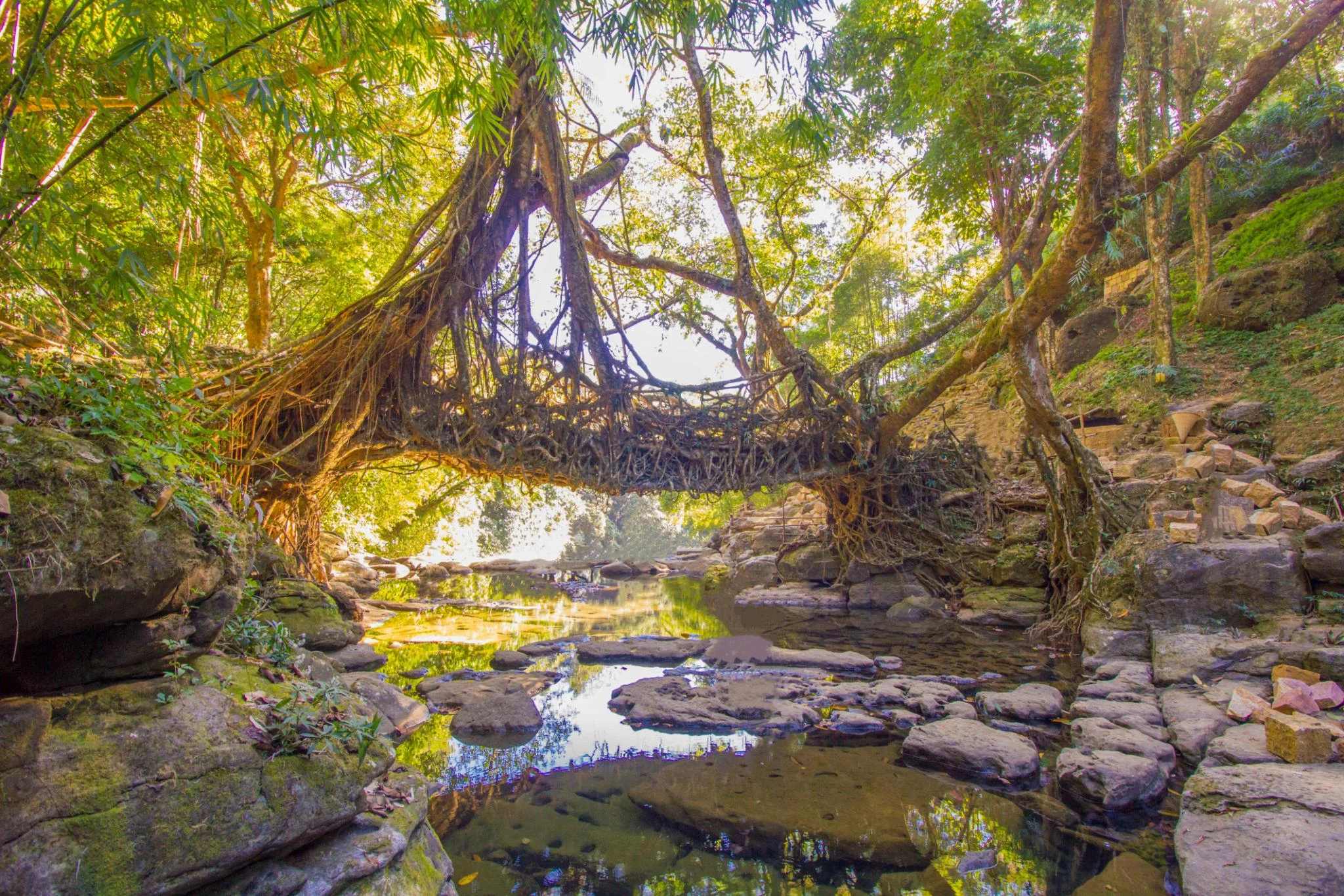 Living Root Bridges Meghalaya — Complete Trek Guide