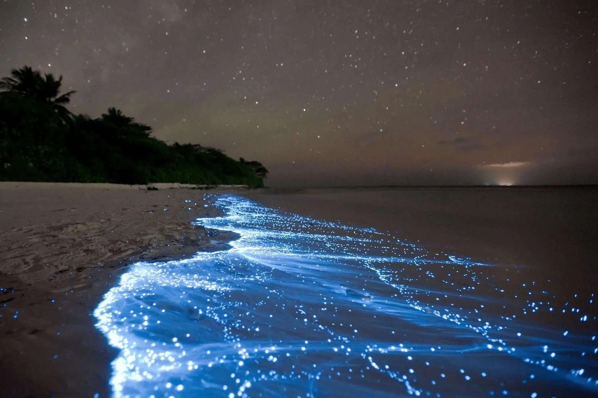 Sea of Stars Maldives: Complete Guide to the Bioluminescent Beach at Vaadhoo Island