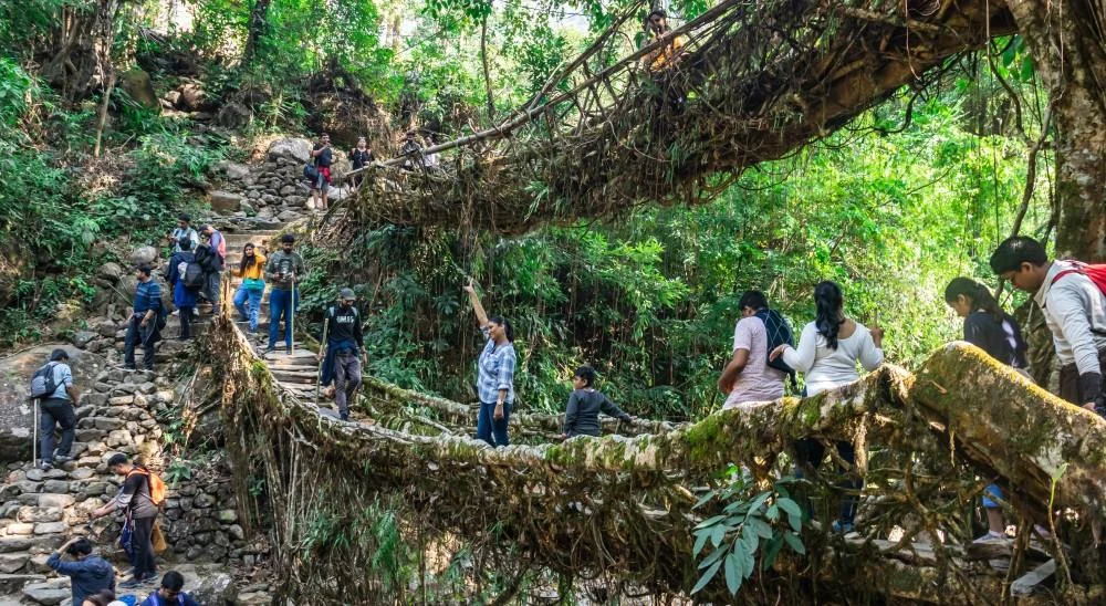 Living root bridges Meghalaya India Khasi people jungle